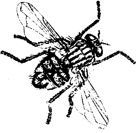 Drawing Flies [1996]