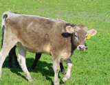 Cow at Alexandre Ecodairy by Ron Whitehurst