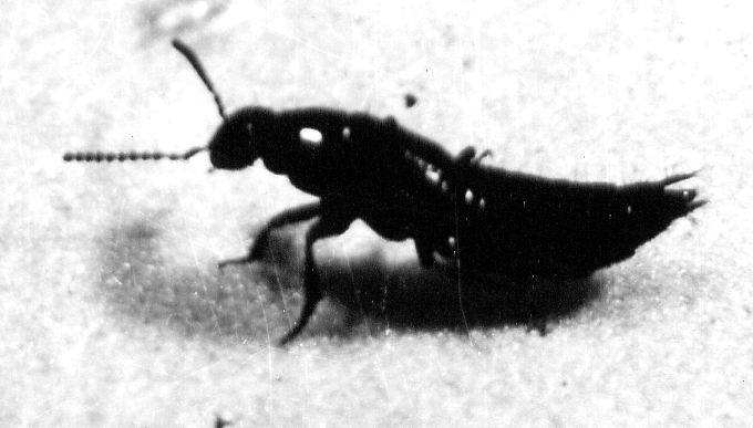 Predatory rove beetle attacks cabbage maggot in soil.
