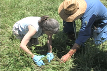 Dung beetle hunters