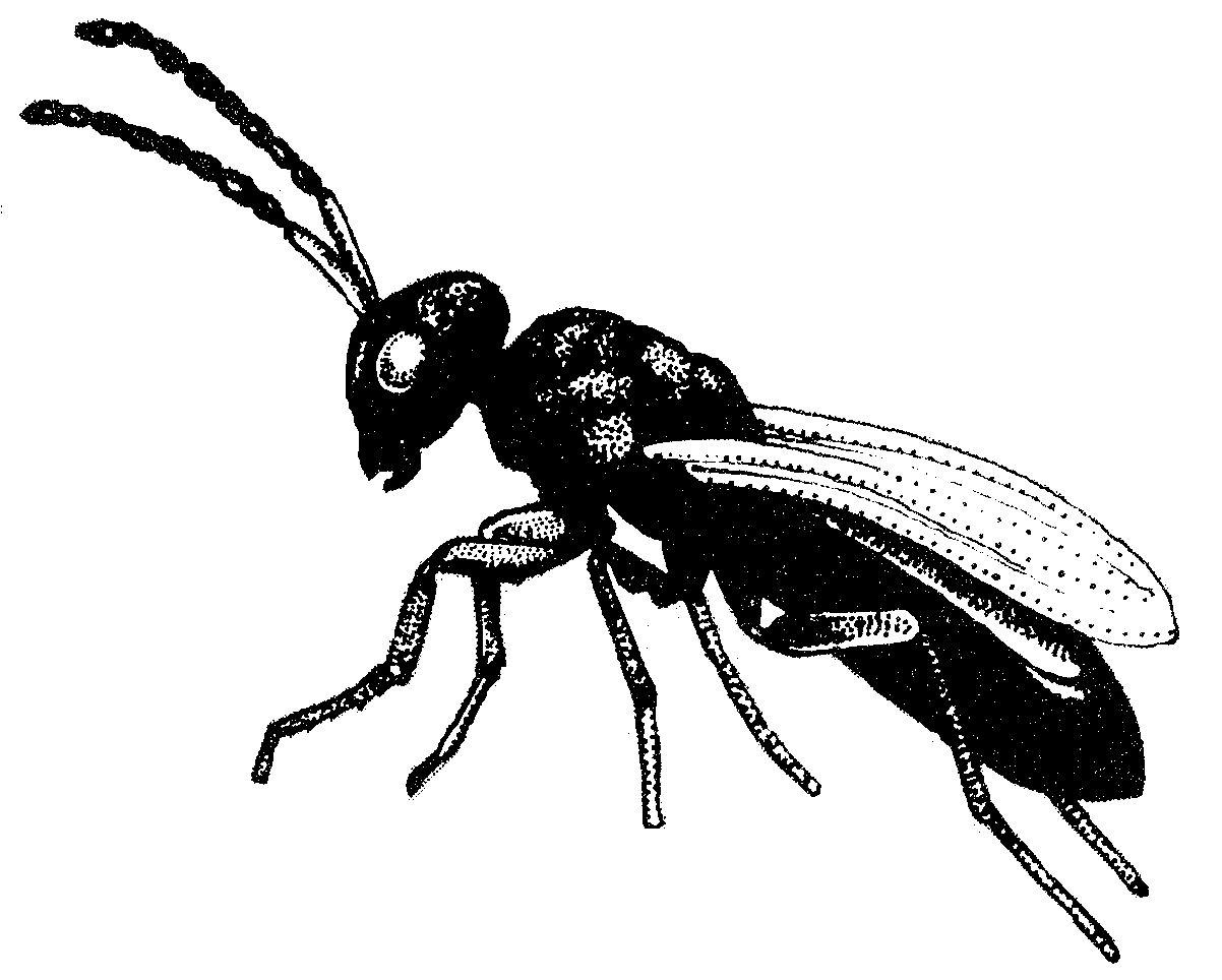 mucidifurax zaraptor fly parasite